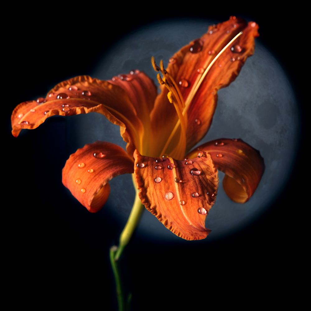 Photograph by Мария Кольцова