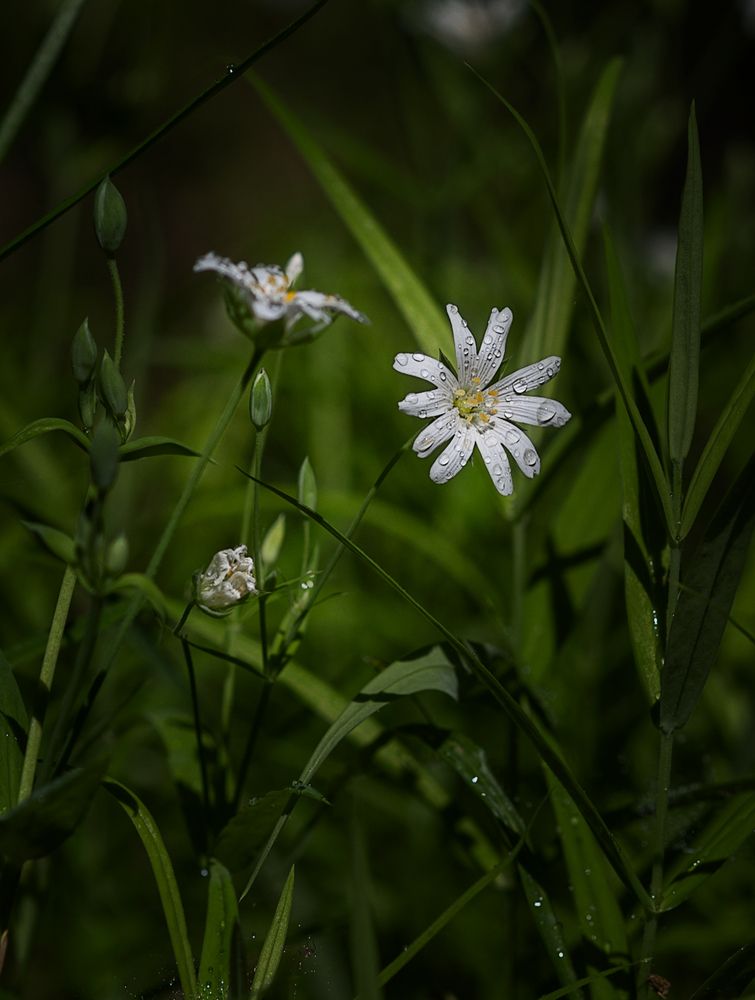 Photograph by Светлана Ващенко