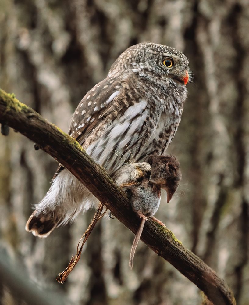 Photograph by Артем Кузнецов