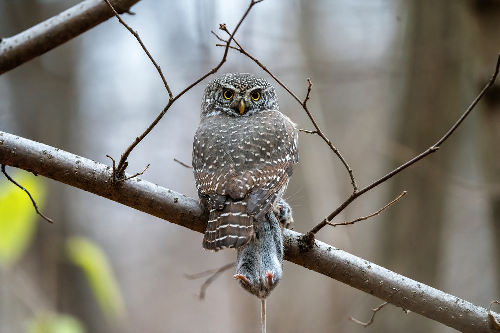 Photograph by Артем Кузнецов