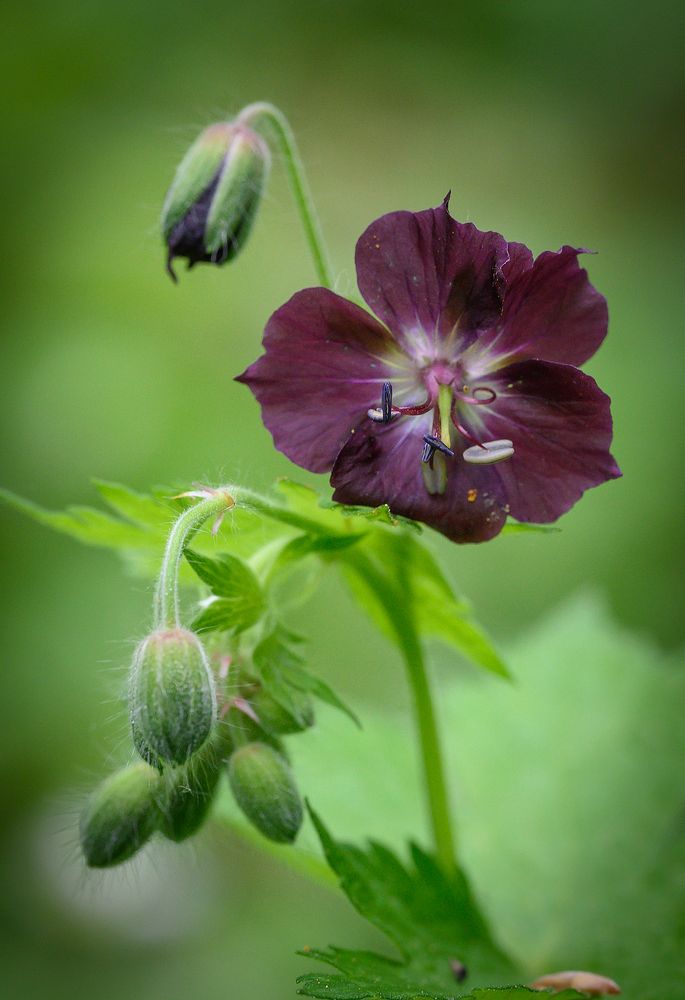 Фотография автора Геннадий Колебабэ