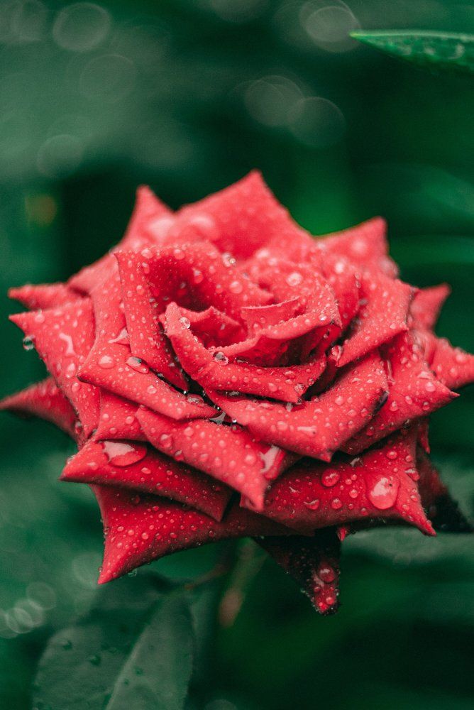 Фотография автора yakuwari