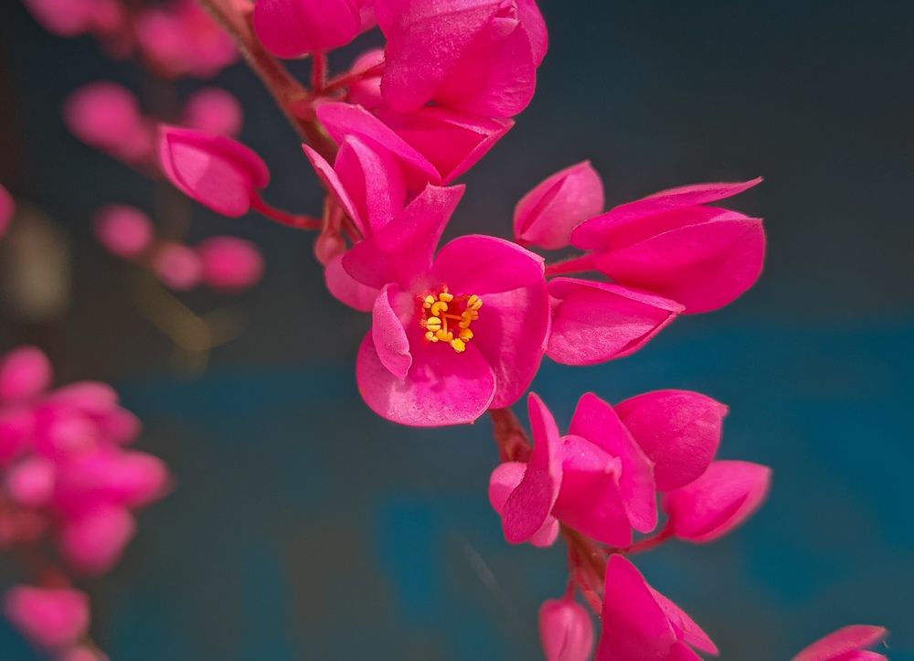 Photograph by Vijayakumar