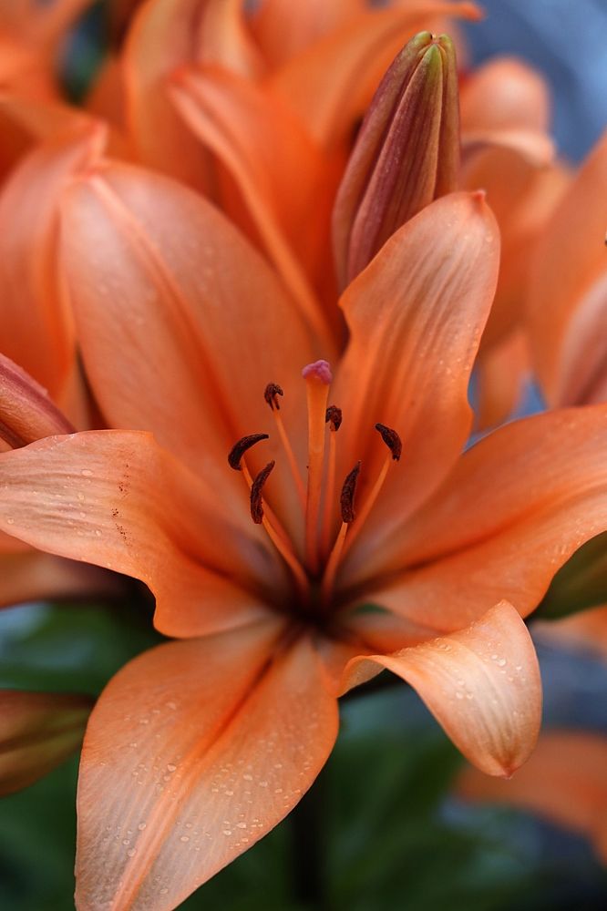 Лилия (Lily).