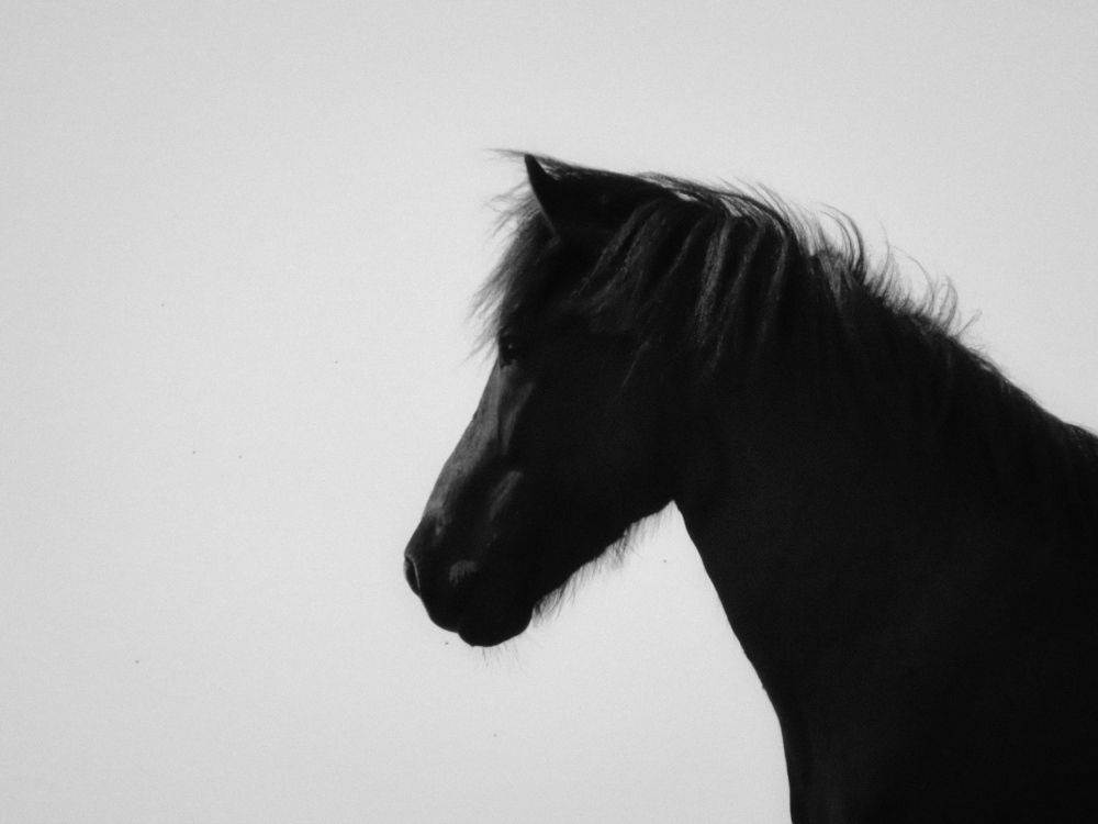 Photograph by Miguel Gonçalves