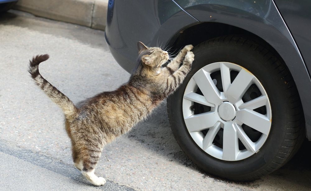 Photograph by Станислав Вершинин