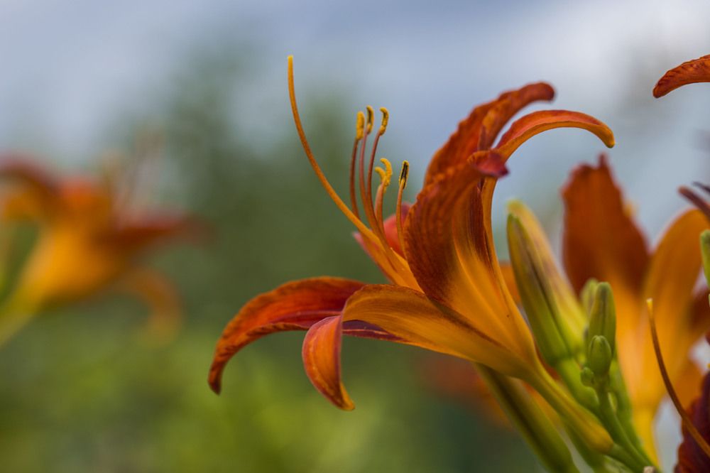 Photograph by Сергей Чупахин