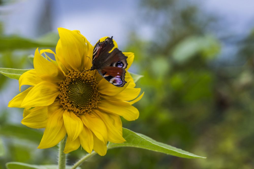 Photograph by Сергей Чупахин
