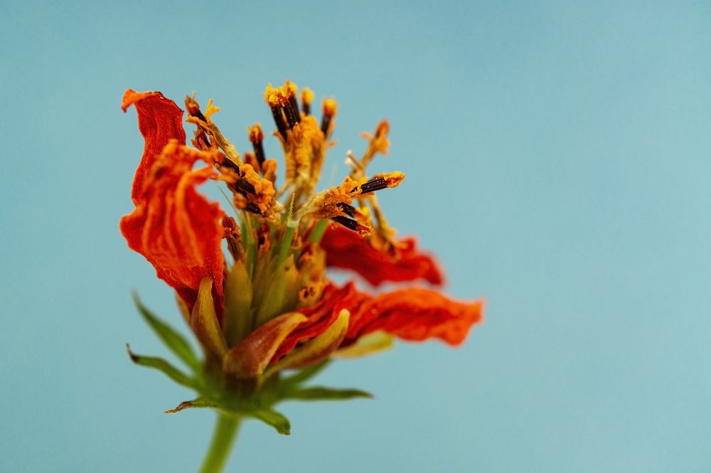 Photograph by Елена Гоосен