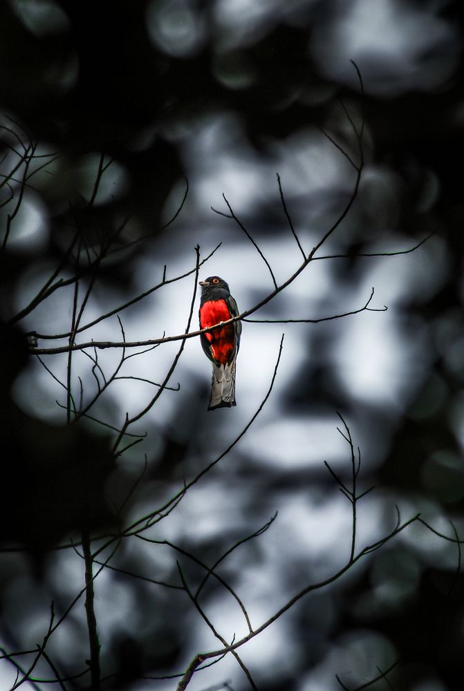 Photograph by Vanderlei Aparecido da Silva