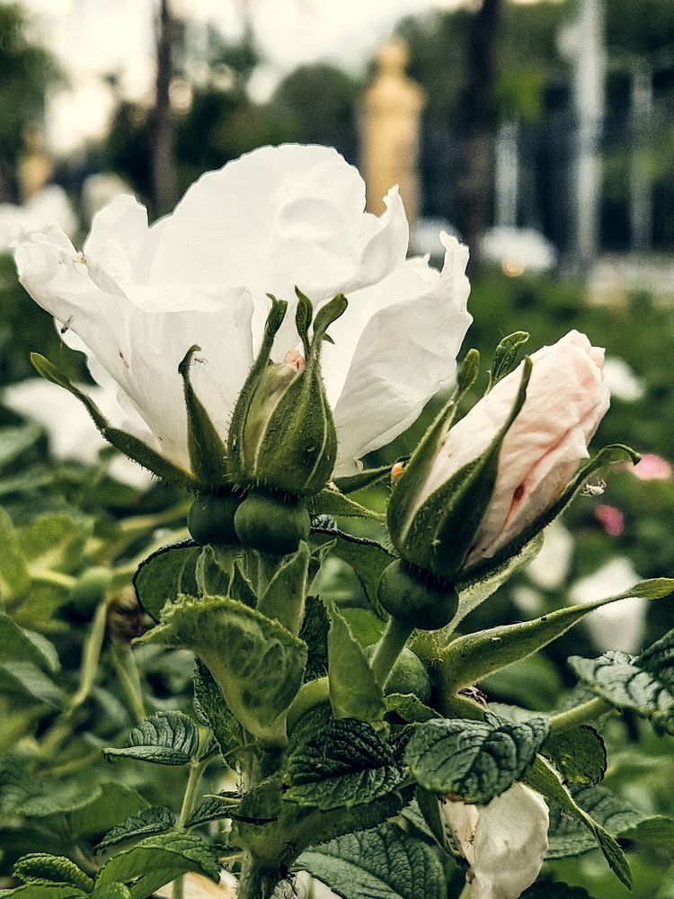 Photograph by Елена Семкина