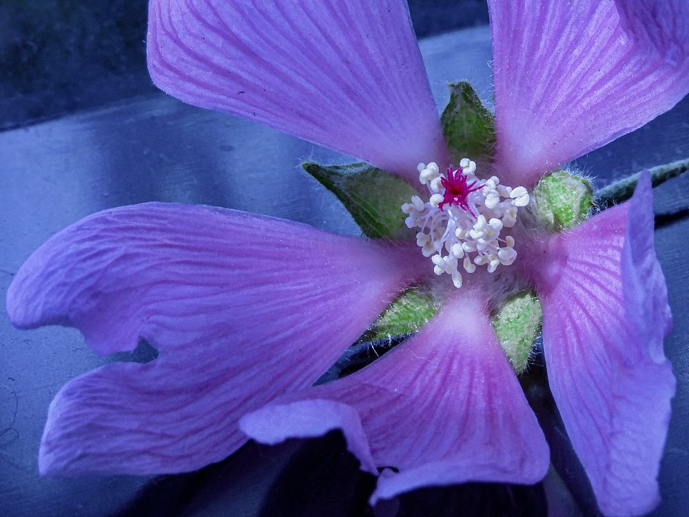 Photograph by Игорь Смирнов