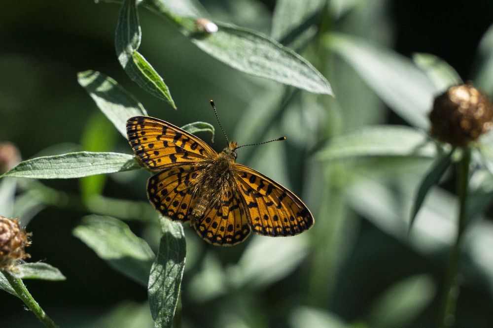 Photograph by Евгений Салаев