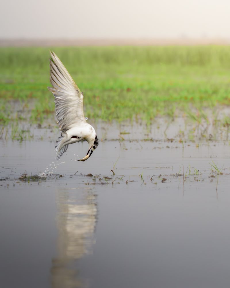 Фотография автора Rajarshi Roy