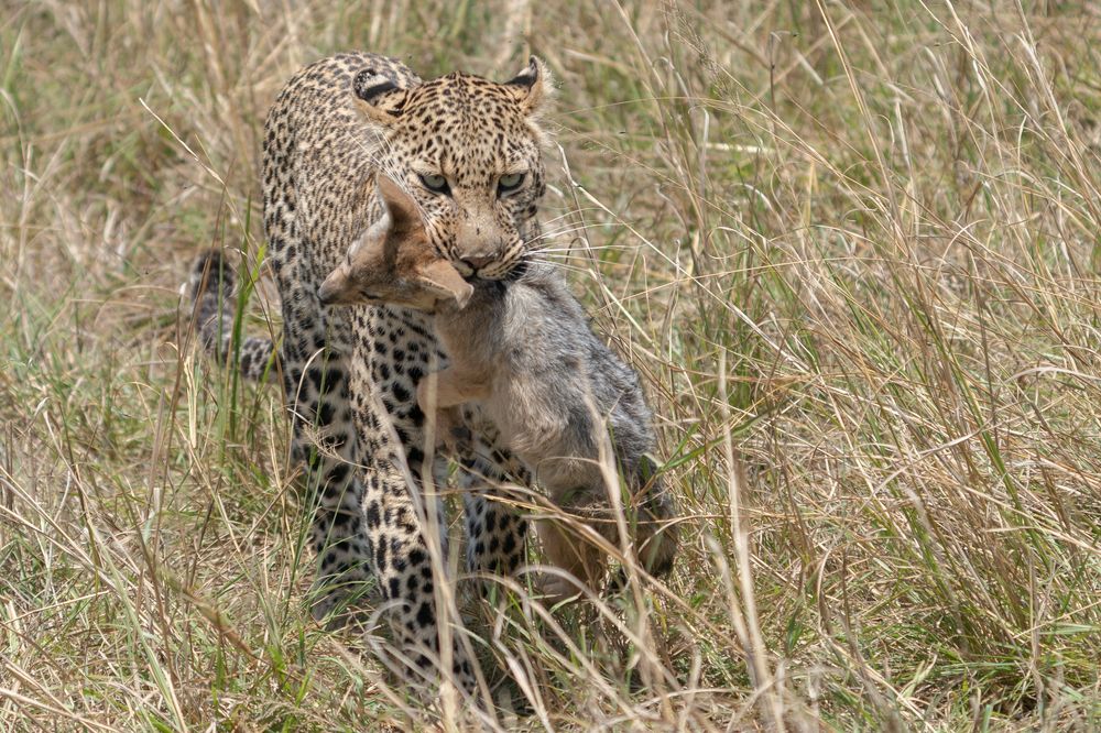 Photograph by Mohammed Abdul raheem Al Faraj