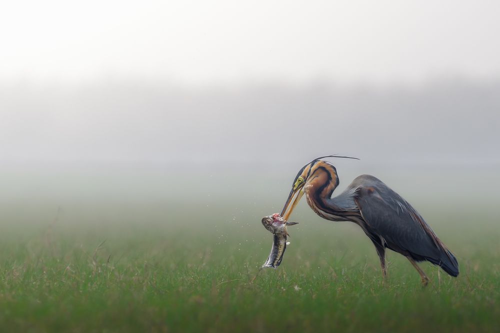 Photograph by Rajarshi Roy