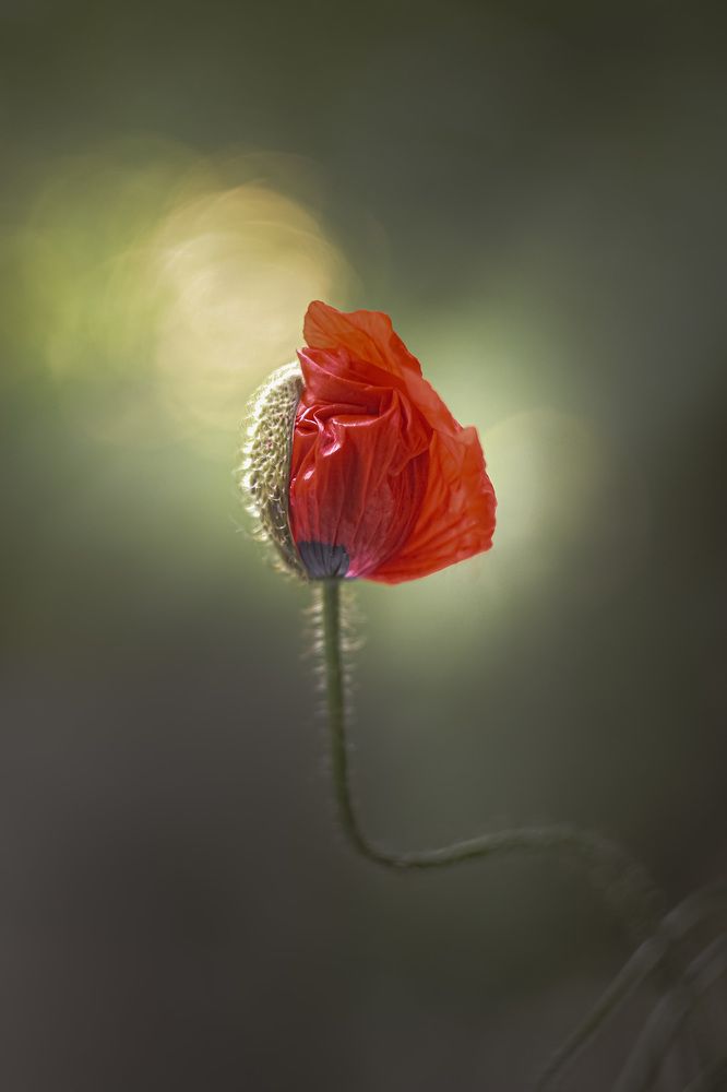 Photograph by Анна Тен