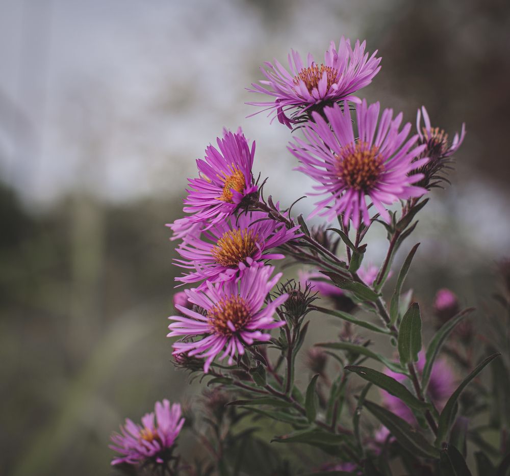 Photograph by Галина Еровенко