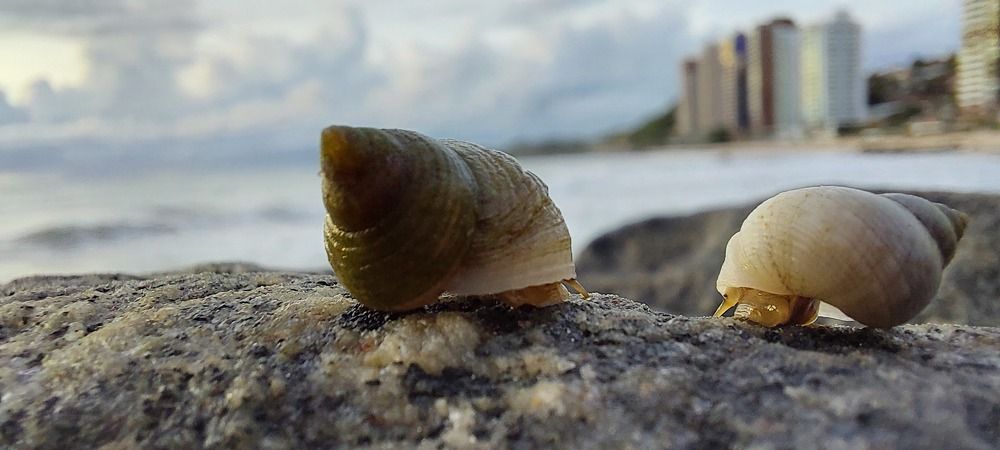 Photograph by CRINALDO REIS