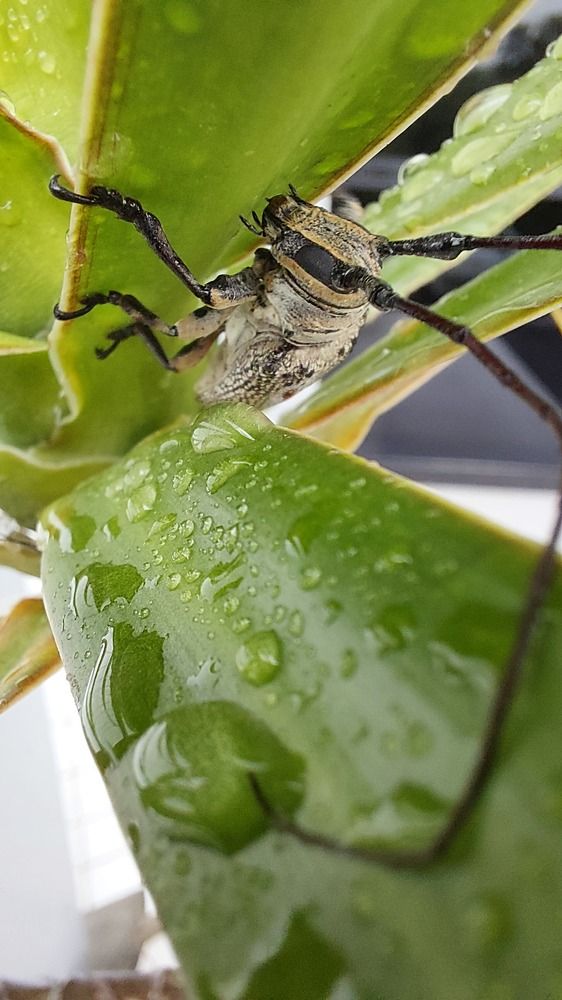 Photograph by CRINALDO REIS