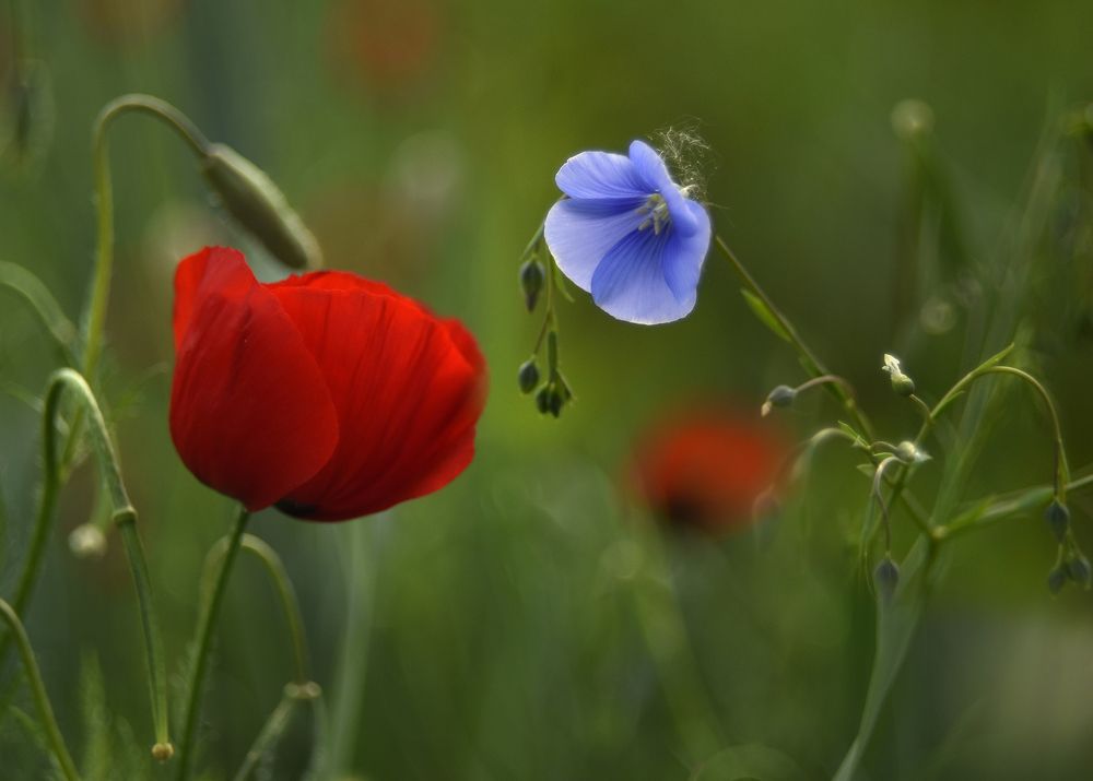 Photograph by Шипунова Ирина