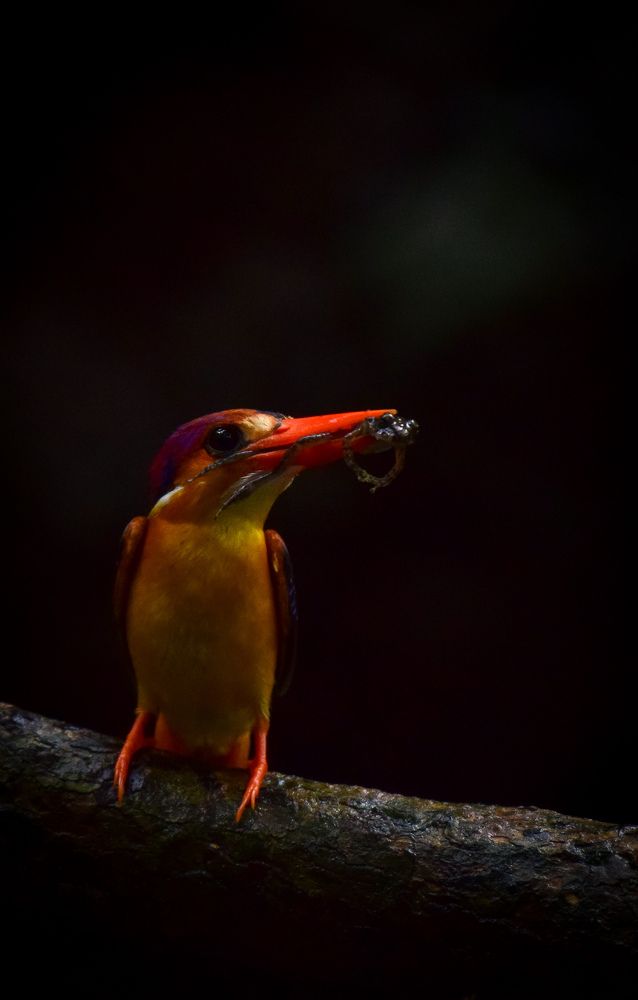 Photograph by Vikrant Khedekar