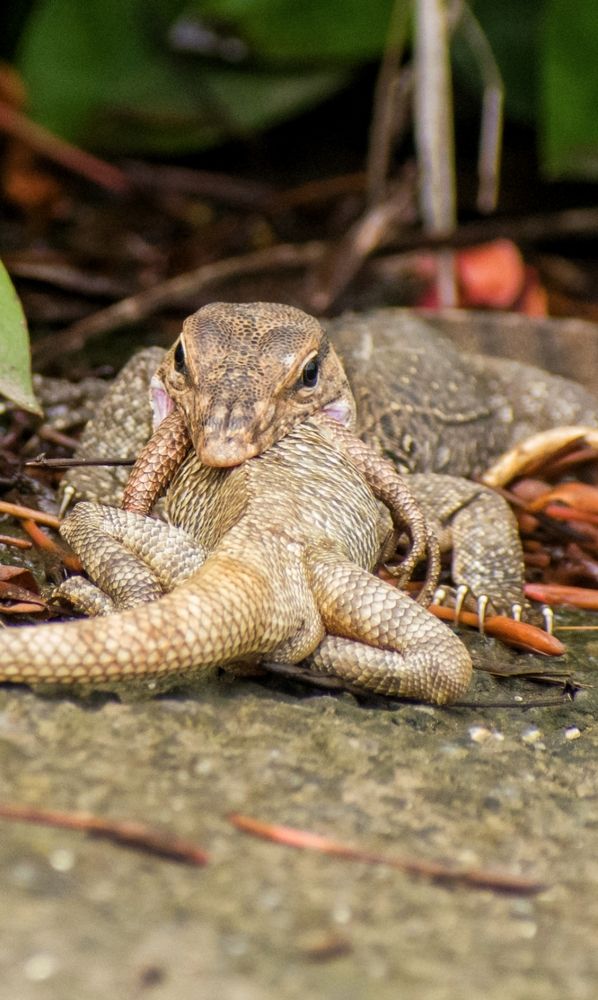 Photograph by Vikrant Khedekar