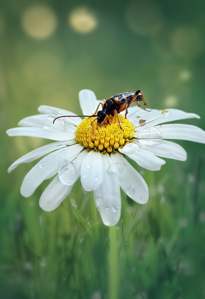 Photograph by Анастасия Семилетова