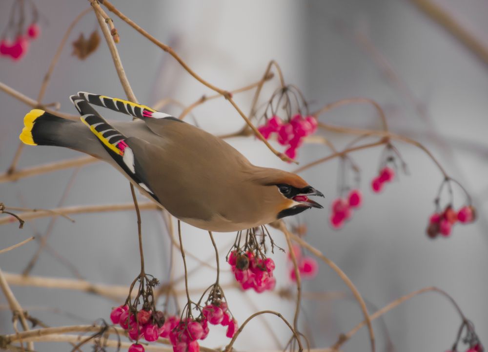 Свиристели соседскую калину обносят