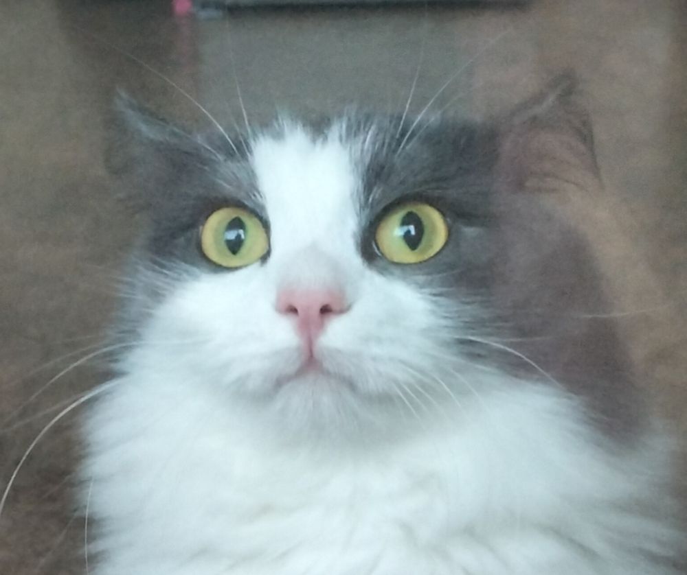 Photo #10910575