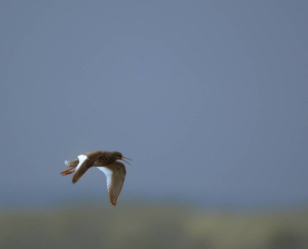 Травник радуется весне