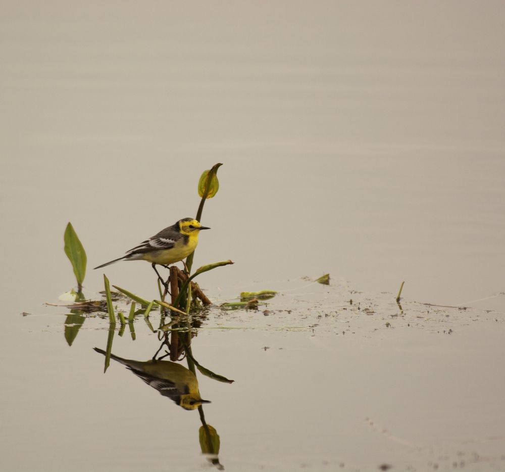 Желтая трясогузка
