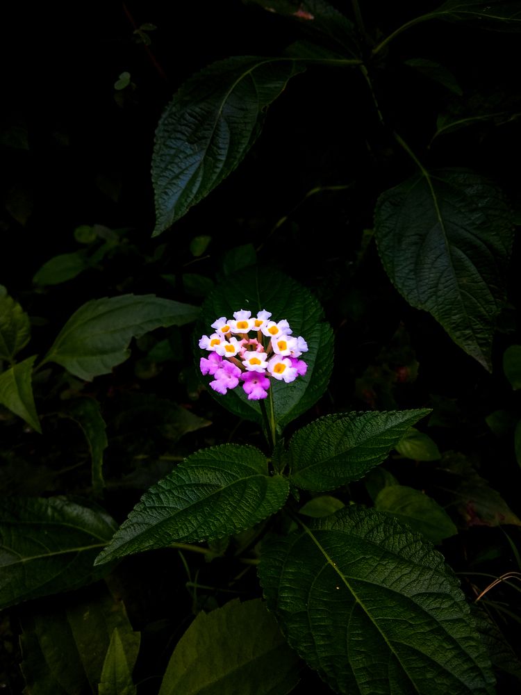 Photograph by Pranay Mukherjee