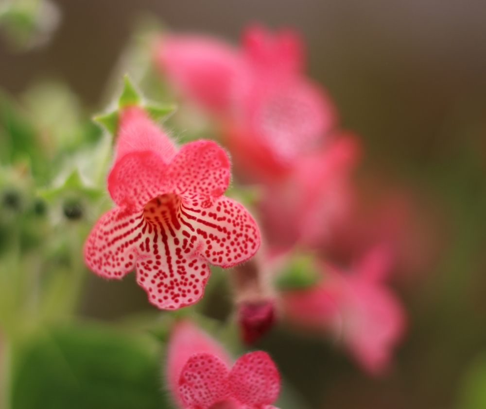 Photograph by АЛЛА ТАРАСЕНКО