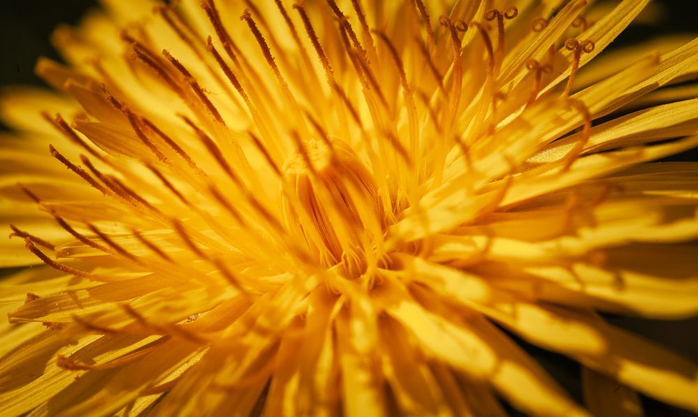 Одуванчиковые джунгли.