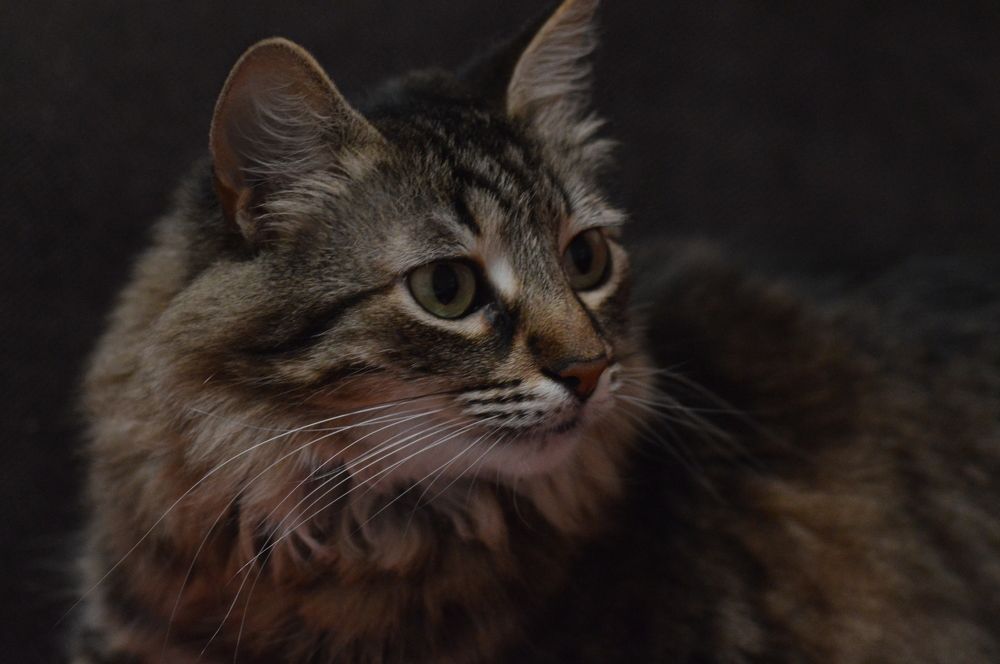 Olisa the cat