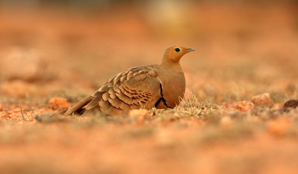 Фотография автора Chandra sekar