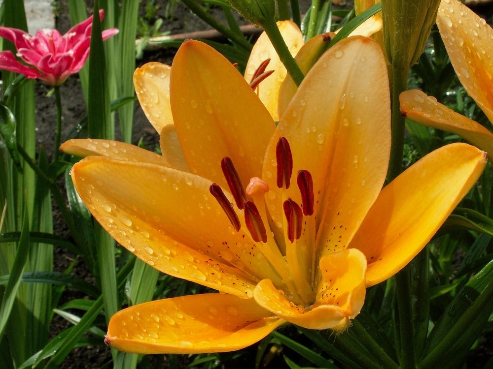 Фотография автора Сергей Чесноков