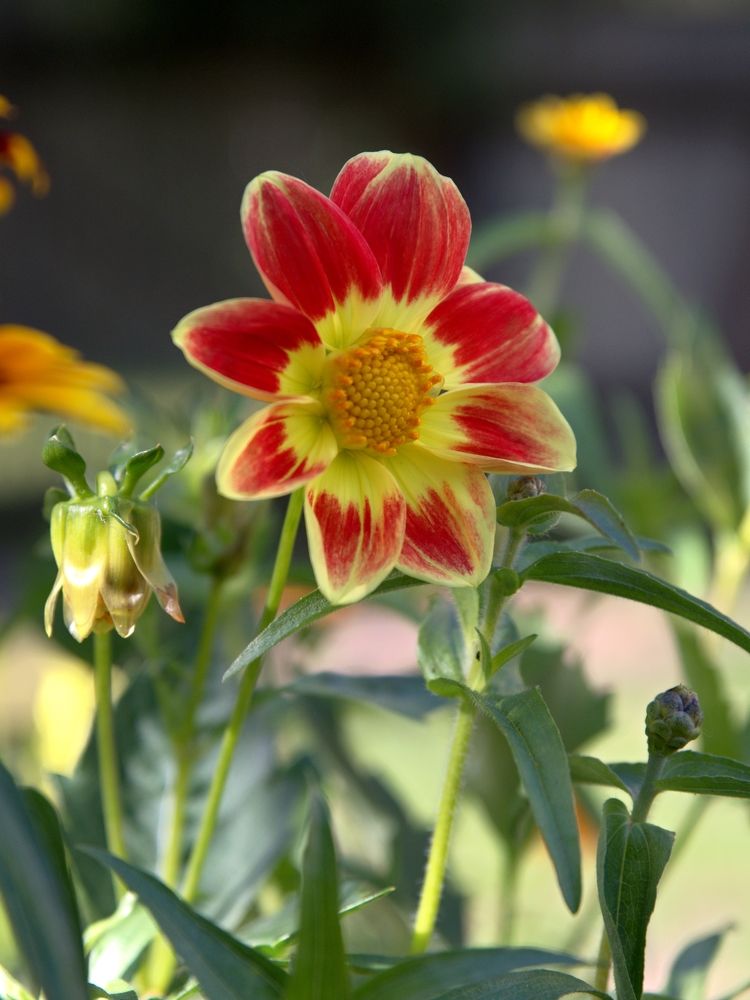 Фотография автора Сергей Чесноков