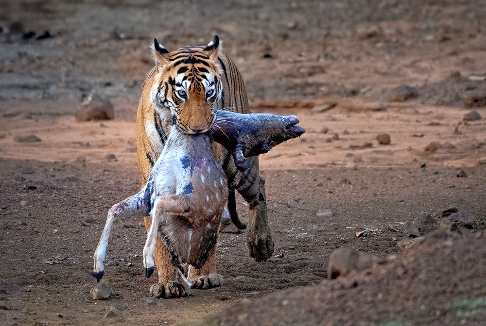 Photograph by SUDIP ROY
