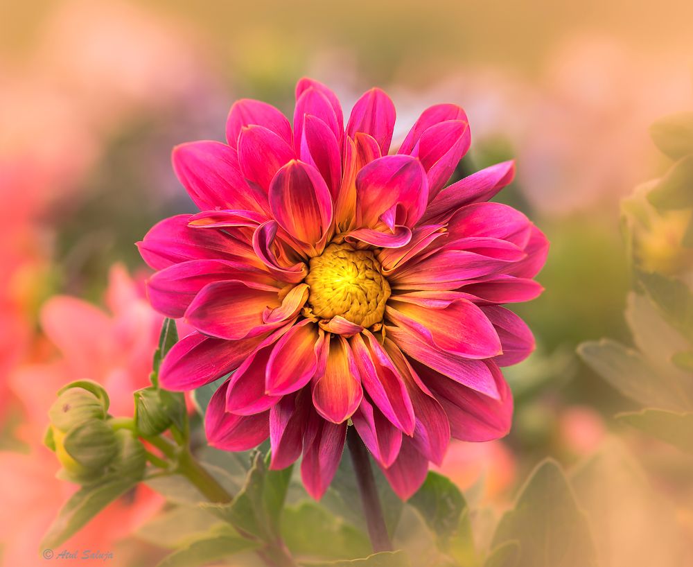 Photograph by Atul Saluja