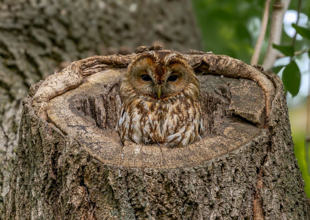 Photograph by George Alexandru Ghiuro