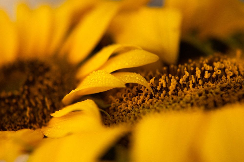 Photograph by Tia Larina