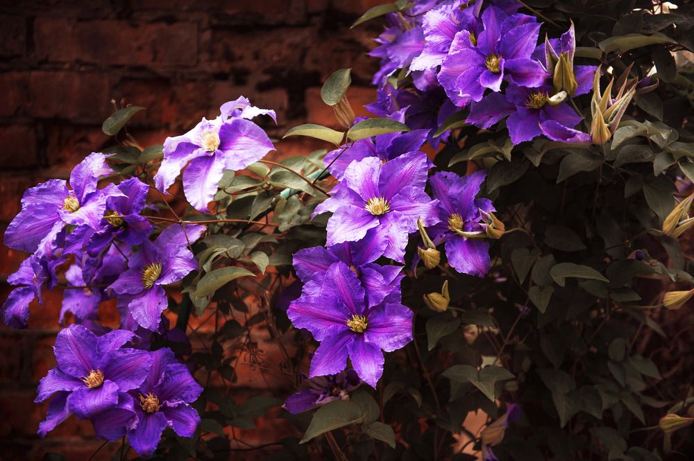 Фотография автора Елена Ефименко