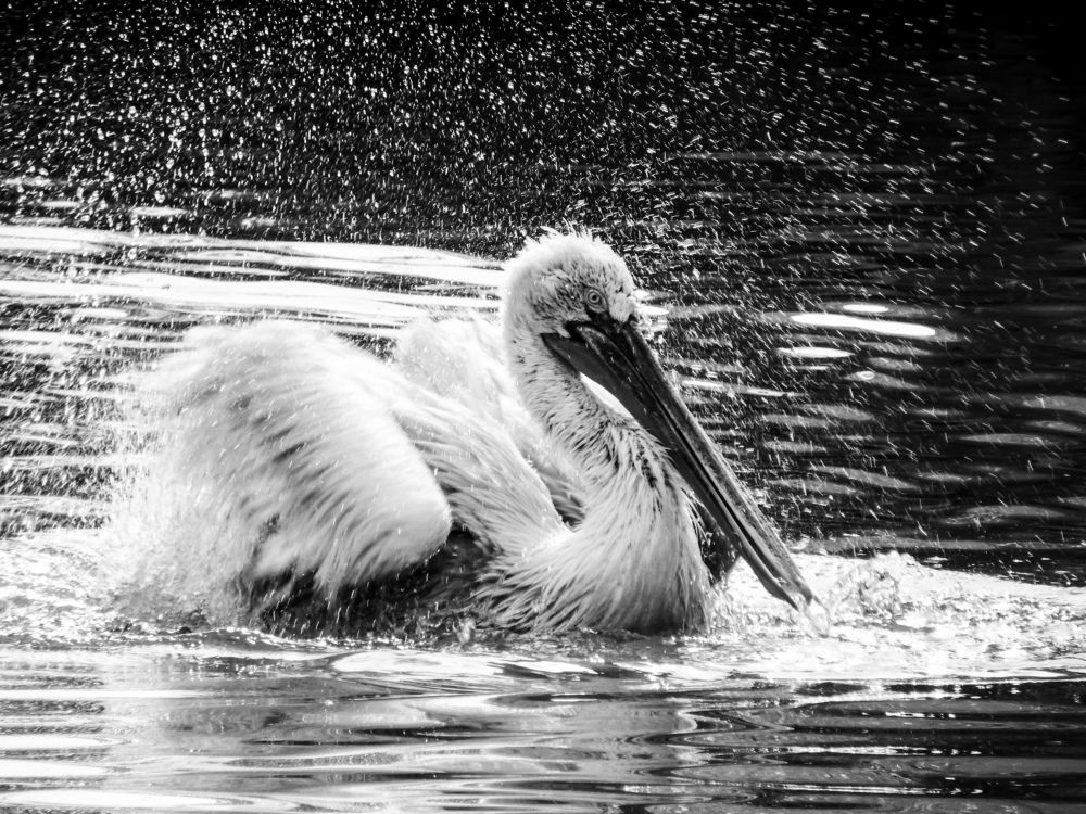 Photograph by Мария Толмачева