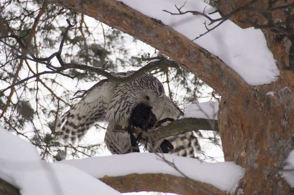 Photograph by Аlessandro