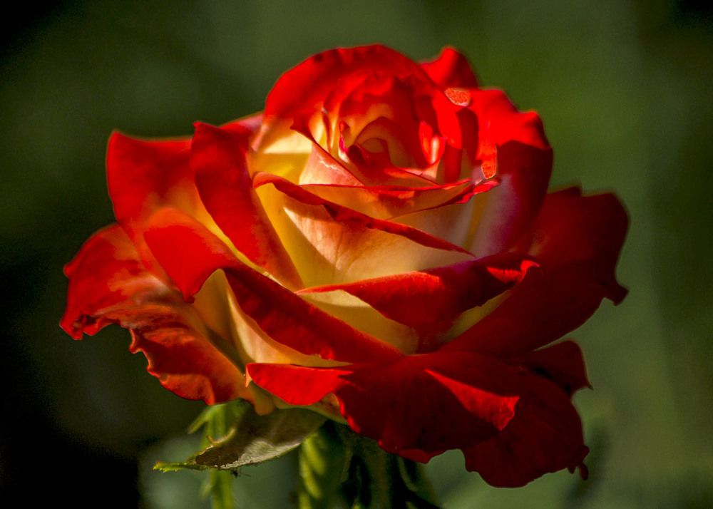 Photograph by Людмила Павловна