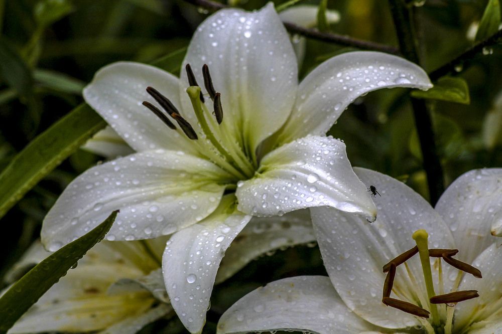 Photograph by Людмила Павловна