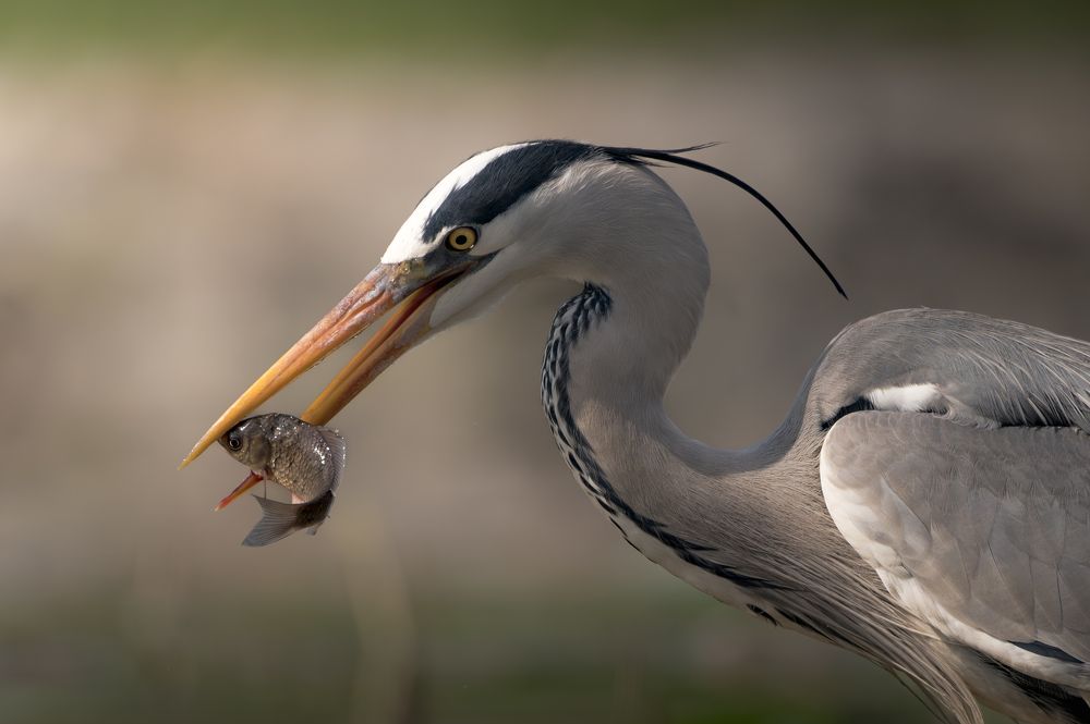 Photograph by Dejan Zakic