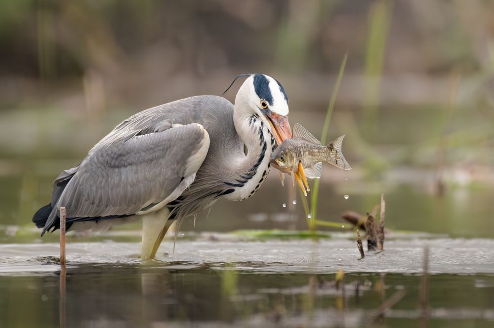 Photograph by Dejan Zakic